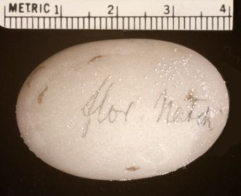 Media type: image;   Herpetology R-4928